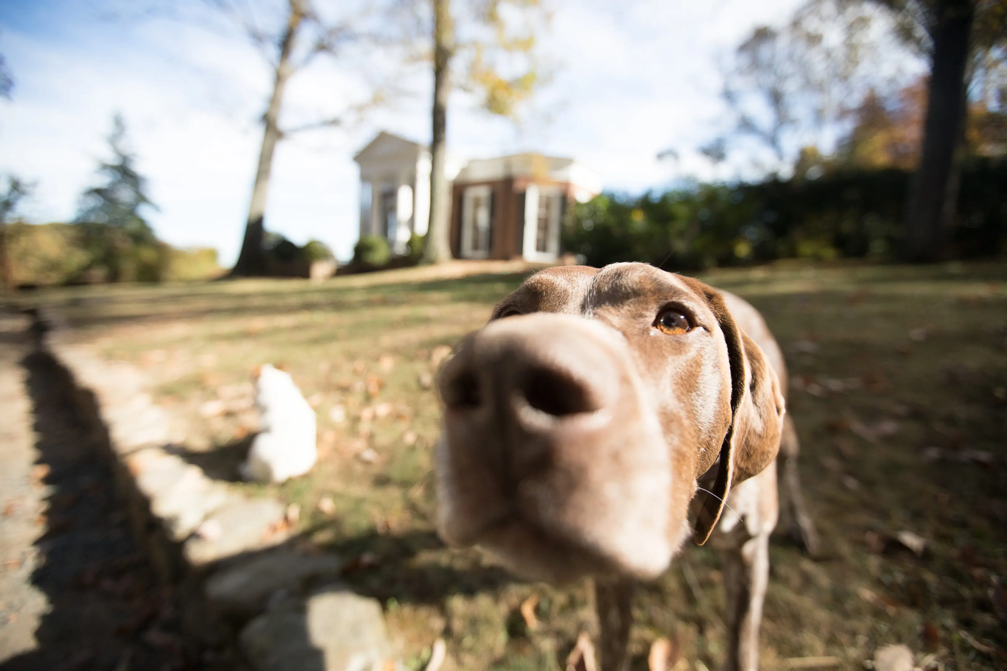 A dog is looking at the camera with his head up.