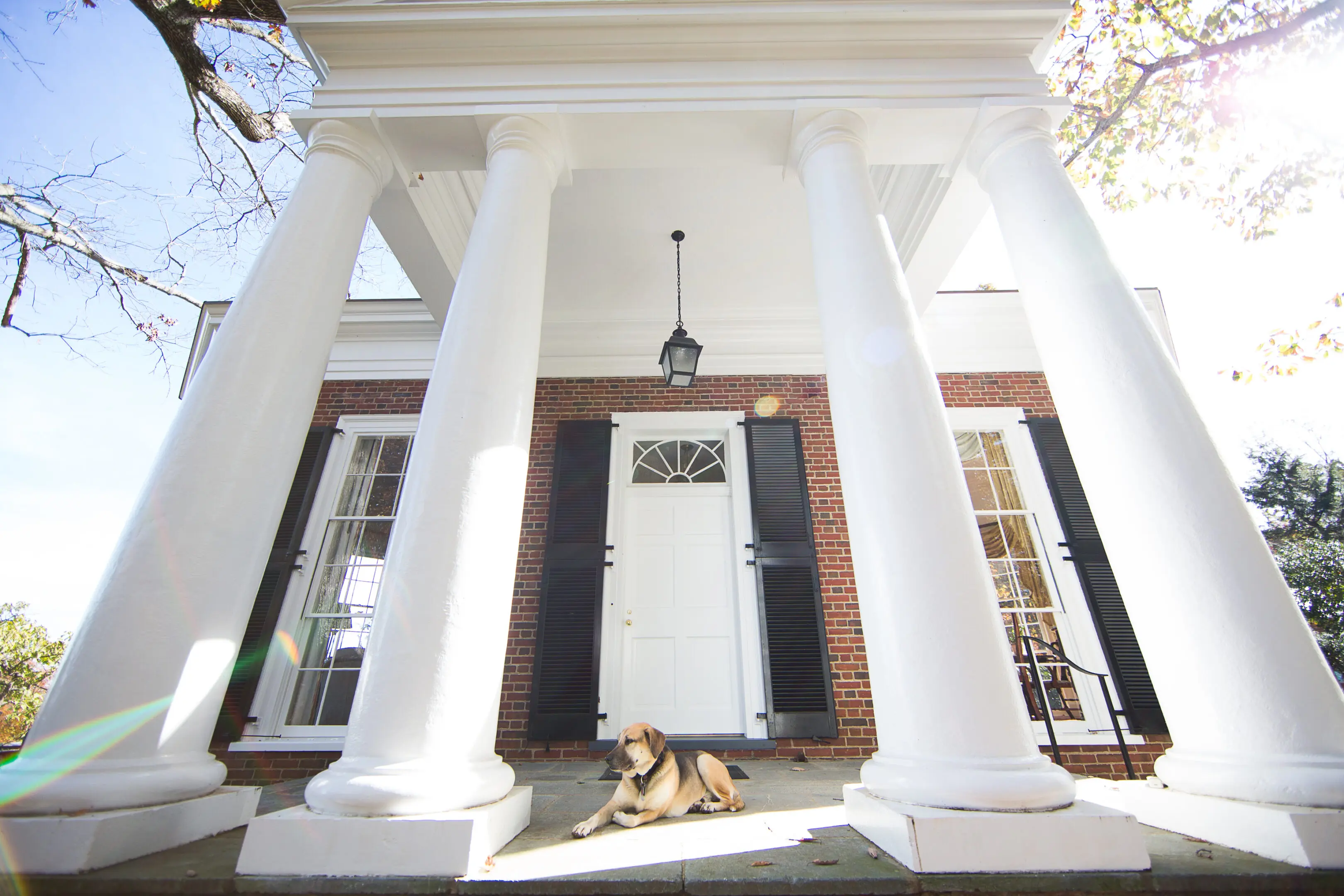 A dog sitting in front of two white pillars.