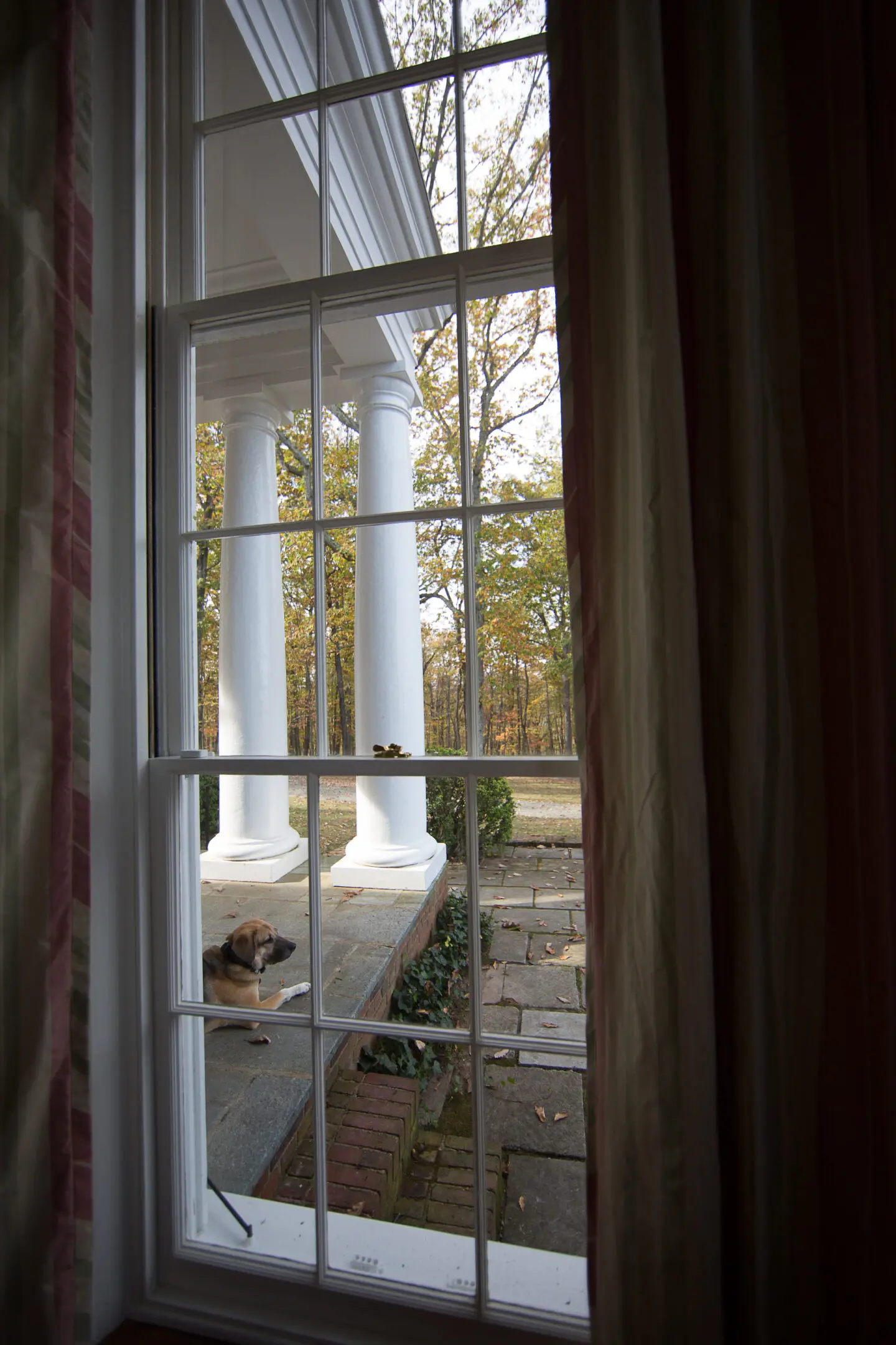 A dog sitting in front of a window.